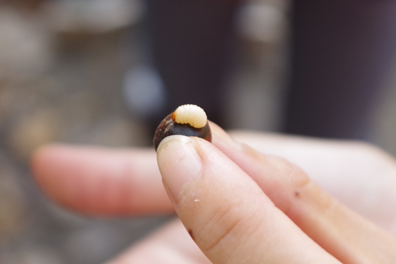 今年、イタジイのドングリは豊作！拾ってみると、まさにシイシギゾウムシの幼虫が「ウンショッ...ウンショ...」と穴から出てくる所でした。可愛い！