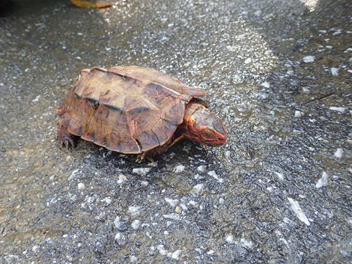 この日は車に轢かれてケガをしたリュウキュウヤマガメと出会いました