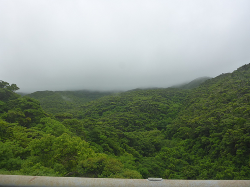 ４月のやんばるの森。森の色は春らしい色でしたが、湿度が高く、雲がかなり低い位置にありました