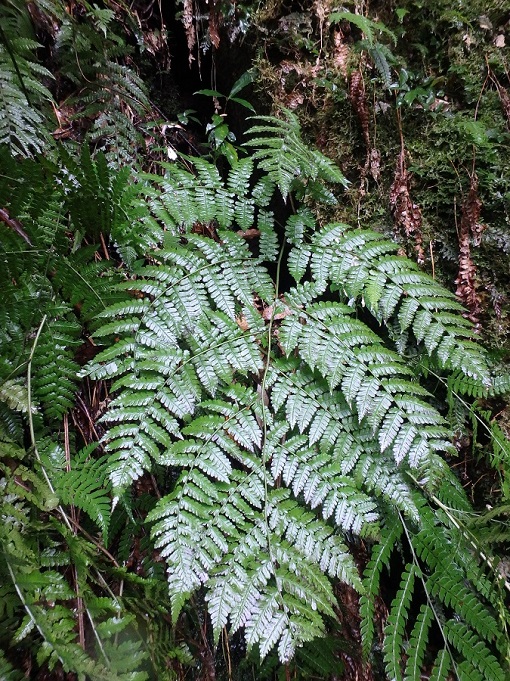 希少な野生植物アオイガワラビを追え！【屋久島地域】 | 九州地方環境