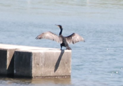 アクティブ・レンジャー日記 [九州地区]_出水