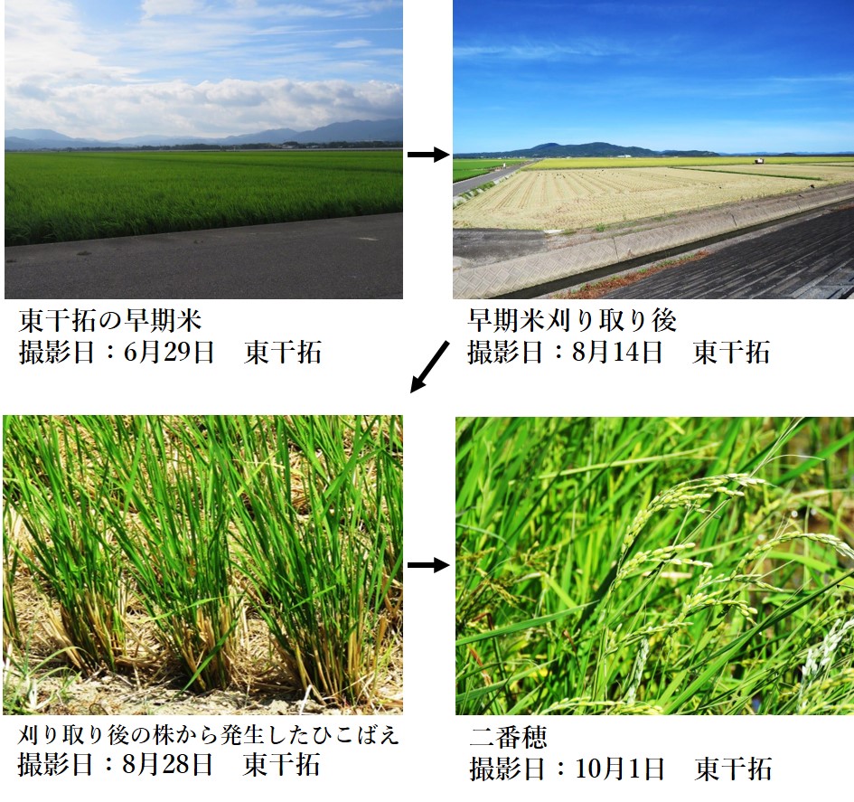 日の出 アクティブ・レンジャー日記 [九州地区]_出水