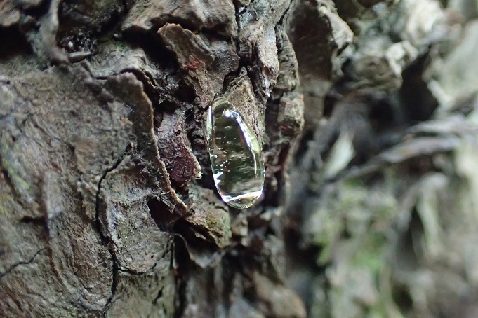 健康な松 中型 独特な樹形 健康な松 中型 独特な樹形