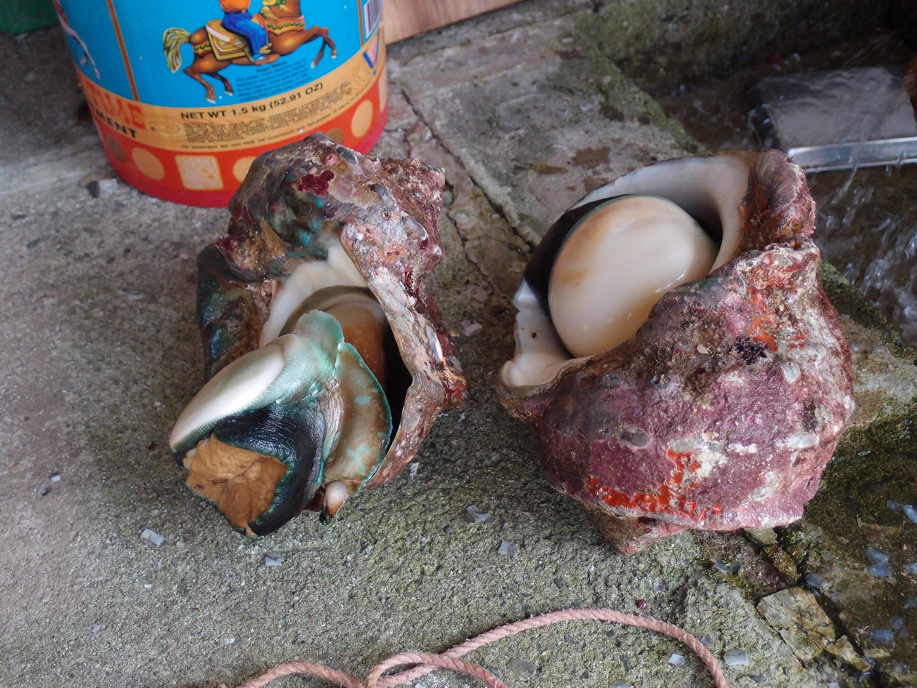 九州特産物リレー7月 ～夜光貝は見てよし、食べてよし～ 【屋久島地域】 | 九州地方環境事務所 | 環境省