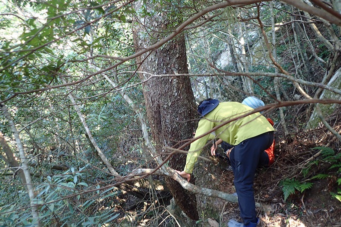 マツノマダラカミキリとマツノザイセンチュウ（マツ材線虫病・松枯れ