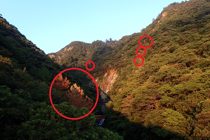 マツノマダラカミキリとマツノザイセンチュウ（マツ材線虫病・松枯れ