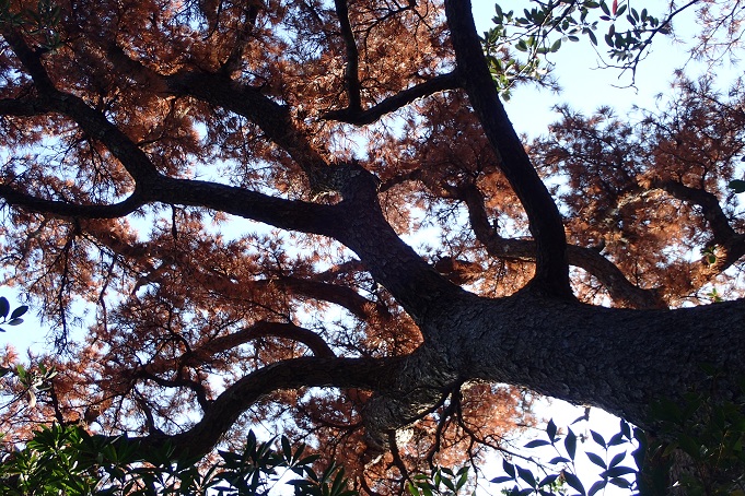 マツノマダラカミキリとマツノザイセンチュウ（マツ材線虫病・松枯れ