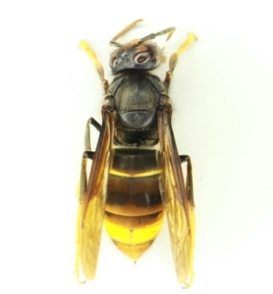 確認されたツマアカスズメバチ　写真　九州大学上野高敏氏　提供