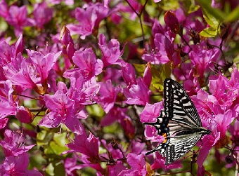 新緑の葉を背景に、濃いピンクのツツジの花が一面に広がり、1頭のアゲハチョウが花の蜜を吸っている様子を撮影した画像