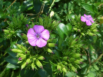 光沢のある深緑の葉から伸びた茎の先端にいくつもの蕾が集まっている中心に、鮮やかなピンク色の５枚の花びらを持つハマナデシコの花が誇らしげに咲いている様子を撮影した画像