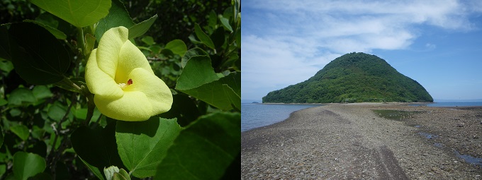 緑の葉の中に凛と咲く薄い黄色のハマボウの花と海の道の先に見える高杢島の様子を並べて表示した画像