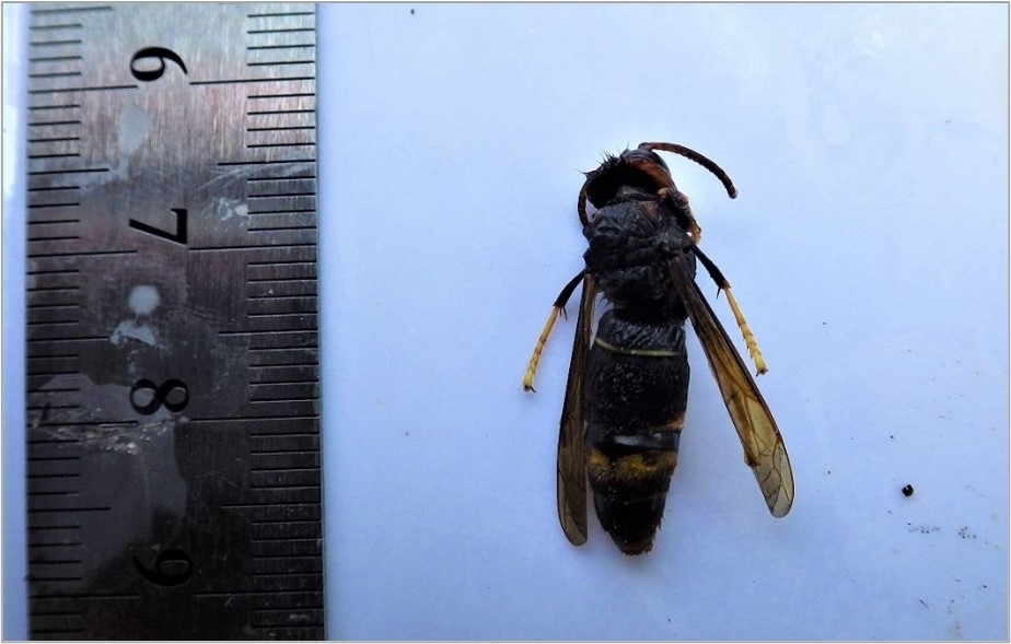 調査で捕獲されたツマアカスズメバチ
