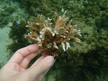 色がついている枝サンゴ
