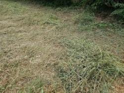 草刈り後のナガエ
