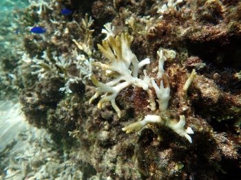 さらに拡大した写真。枝状サンゴに藻が生えている。