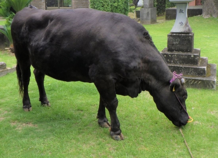 薩摩の黒和牛