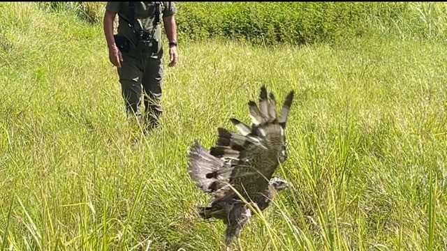 放鳥時の様子の写真1