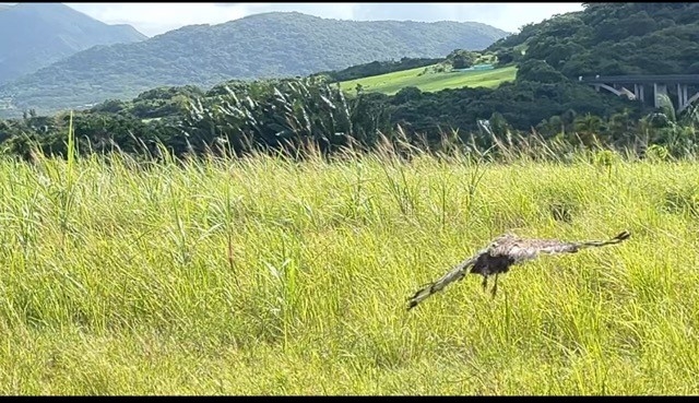 放鳥時の様子の写真2