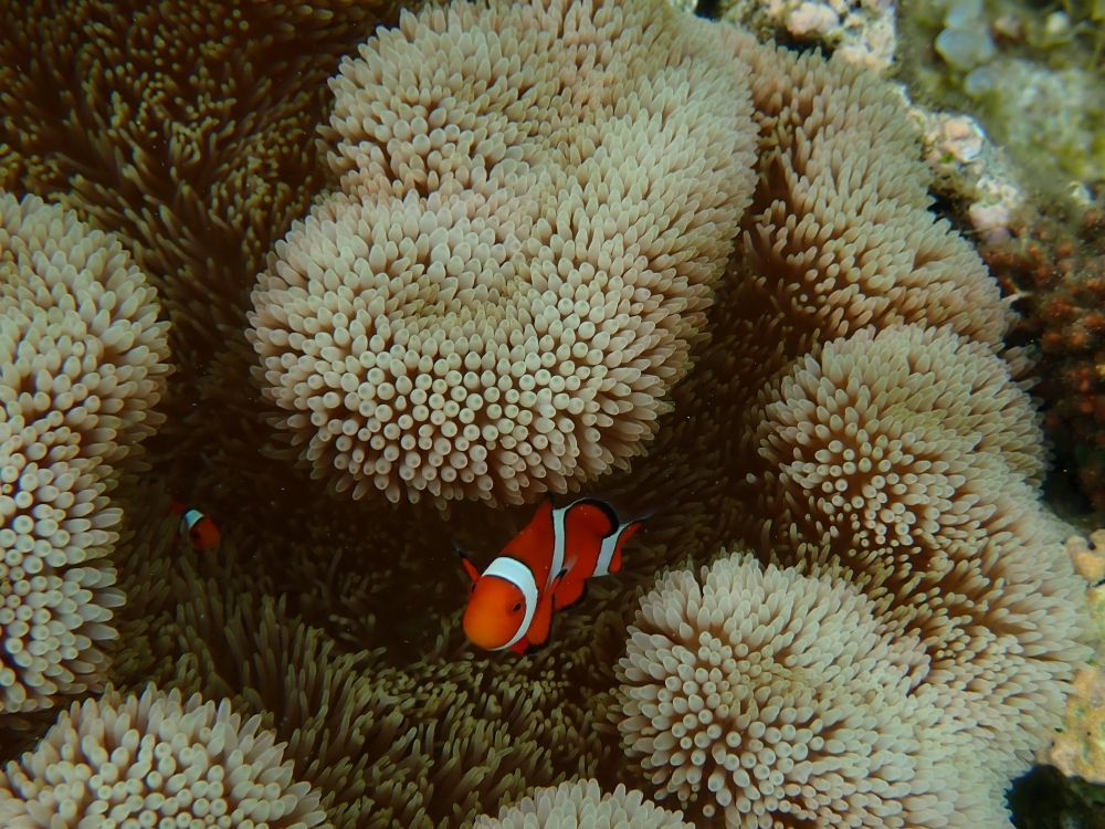 カクレクマノミとイソギンチャク