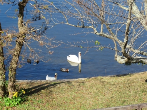 コブハクチョウ＋α