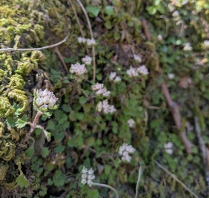 	シロバナネコノメソウ