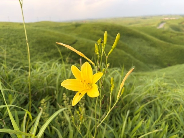 ユウスゲ