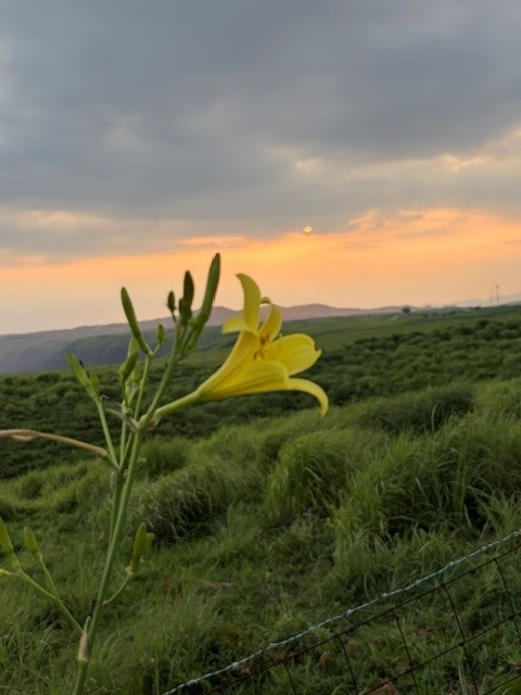 ユウスゲ