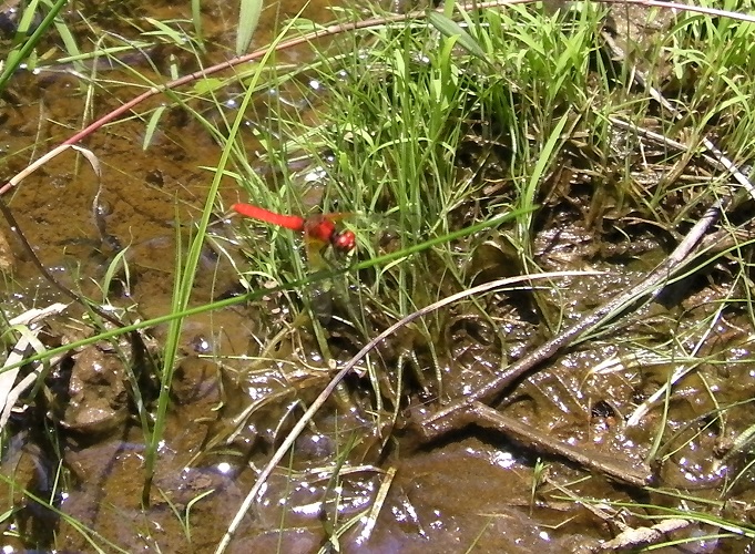湿地帯の草の上で右方向に頭を向けて羽根を休めているハッチョウトンボ（２０２１年６月撮影）