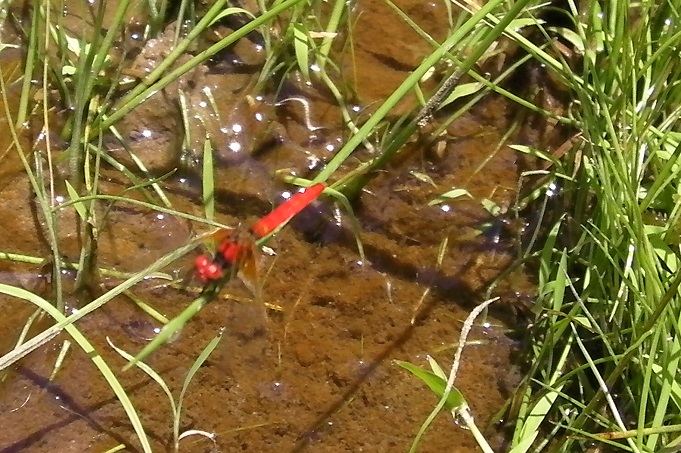湿地帯の草の上で左方向に頭を向けて羽根を休めているハッチョウトンボ（２０２１年６月撮影）　