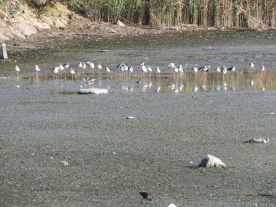 水辺のバレリーナと呼ばれる絶滅危惧種のセイタカシギの群れ（2015年10月撮影）