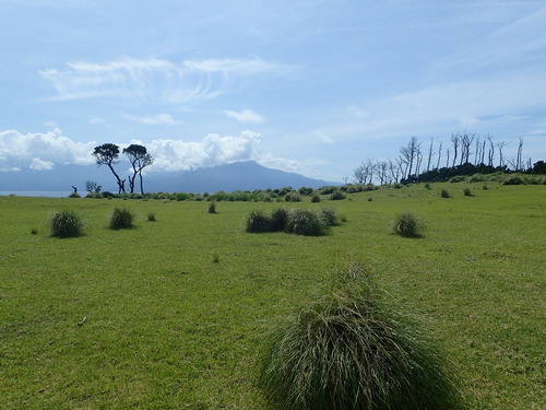 草原と海の向こうに見える屋久島