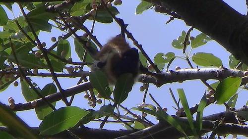 エラブオオコウモリの写真