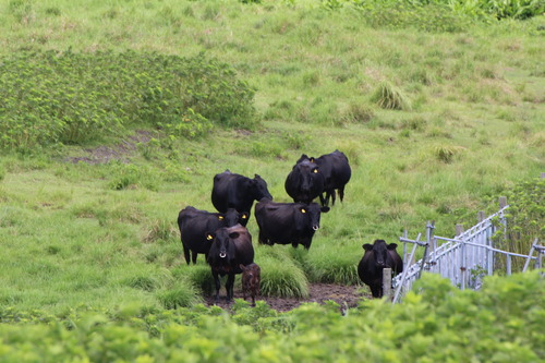牧場で放牧されている牛の写真