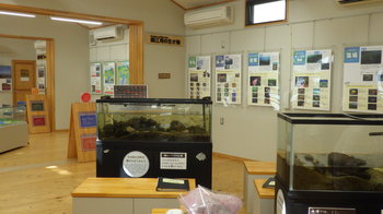 館内には水槽やパネルなどで錦江湾や海の生きものたちについて学べます。