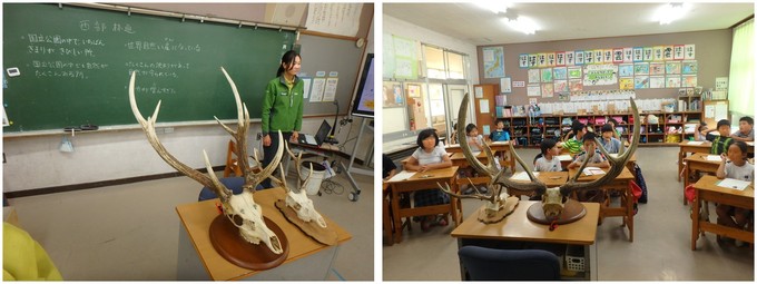 教室でエゾシカとヤクシカの頭骨を見比べる様子
