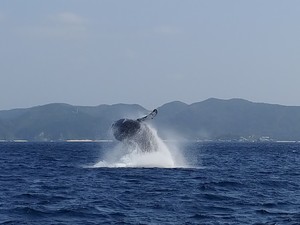 ブリーチ（ジャンプ）するザトウクジラ　