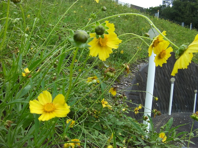 オオキンケイギクの生育状況の確認のために、現場捜索の際に撮影された写真で、中央手前に黄色い花が５輪、緑色の固いつぼみが３つ、後方斜面には、一面に黄色い花が点在している様子が写されている