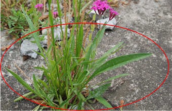 写真：花が付く前の個体、写真にはイネ科植物やピンク色の花など別の植物も写っている。赤丸の部分にあるへら状の葉がオオキンケイギク（画像をクリックで拡大）