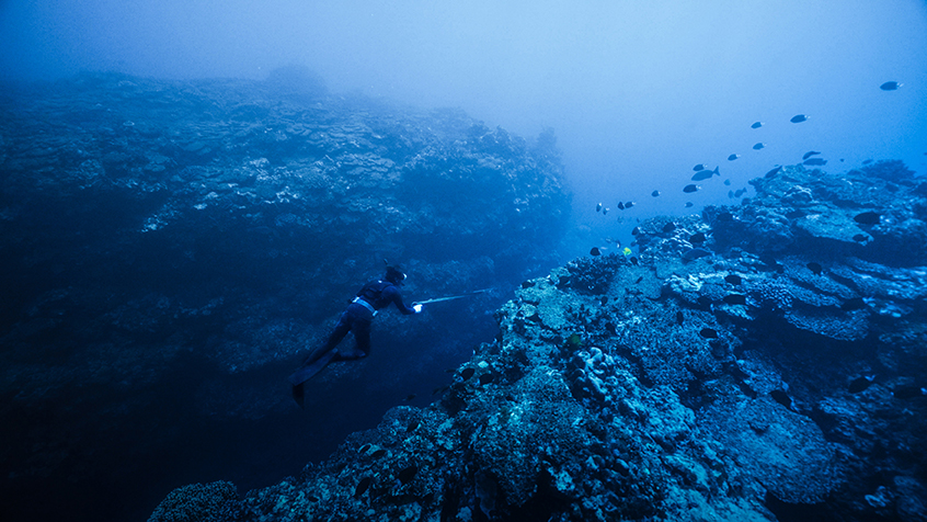 海の中を鉾を持って泳ぐ人と、その近くを魚の群れが泳いでいる