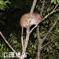中琉球のこゆうしゅである、ケナガネズミ。体毛はおうかっしょくで、尻尾は胴体よりも長い。
