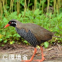 The Okinawa rail is an endemic species of northern Okinawa Island. The face and throat are black with a conspicuous white band extending behind the eyes. It has black and white stripes from chest to belly. Its beak and feet are bright red.