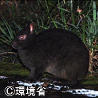 The Amami rabbit is an endemic species of Amami Oshima Island and Tokunoshima Island. It has dark brown back fur, small ears, and a short tail.