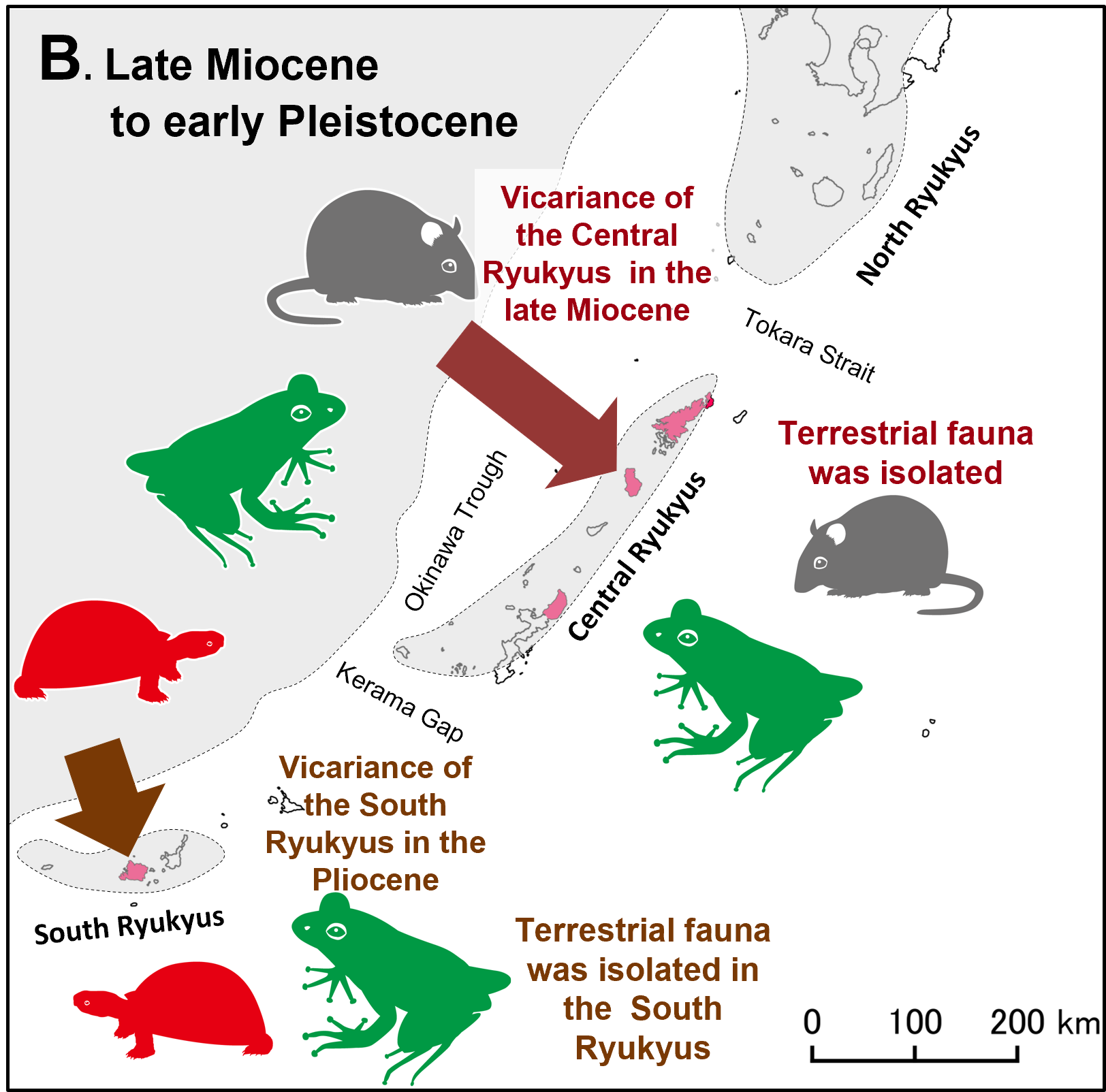 Late Miocene to early Pleistocene