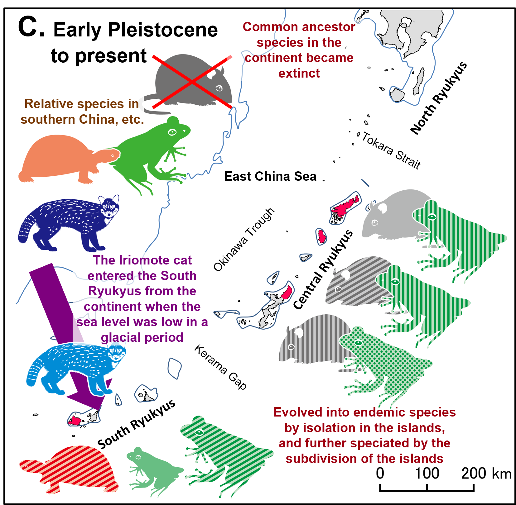 Early Pleistocene to present