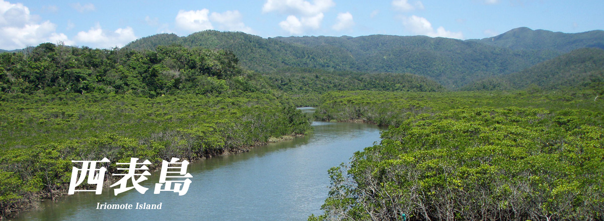 西表島のマングローブりん。川の両脇にマングローブが広がっている。