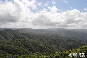 写真：あまみおおしまの常緑広葉樹りんがおいしげる山やまと、白い雲が広がる青空が写っている。