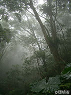 写真：おきなわじま北部のうんむりん。木々がおいしげる中、霧が広がっている。