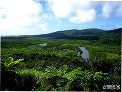 写真：西表じま仲間川のマングローブりん。蛇行する仲間川と、周囲のマングローブの林が写っている。