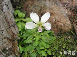 写真：アマミスミレ。植物。地面に広がる葉の間から茎が伸び、5枚の楕円で乳白色の可憐な花を咲かせている。花の一部には紫色の筋が入っている。写真では苔むした岩場に生えている。