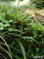 写真：クニガミトンボソウ。植物。葉は細長く、丈も小さい。葉から緑色の茎が伸び小さな緑色の花をいくつかつけている。